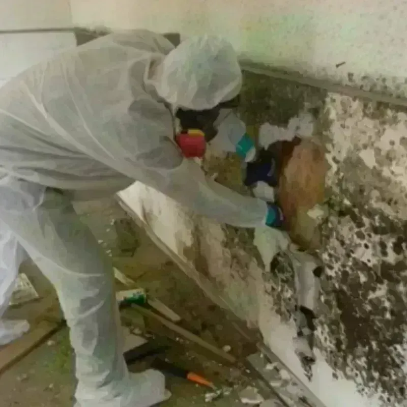 Mold Remediation and Removal in Oceana, WV